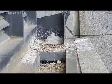Latest image of Peregrine Falcon live stream