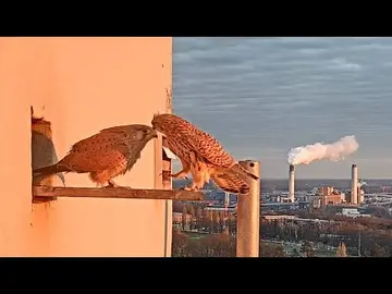 Latest image of Berlin Kestrels at Corbusierhaus
