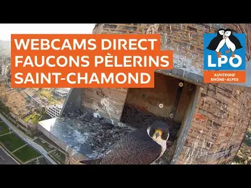Latest image of Webcam de surveillance d'un nid de faucons en haut d'une cheminée de Novaciérie.