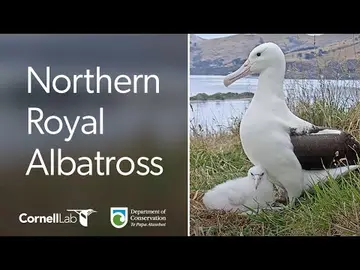 Latest image of Royal Albatross - New Zeland