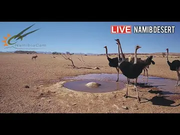 Latest image of Namib Desert