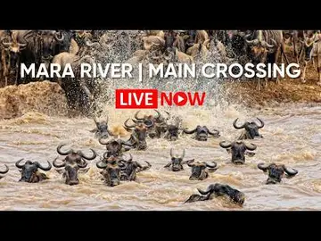 Latest image of LIVE: Mara River Main Crossing | Masai Mara Wildlife Cam 24/7