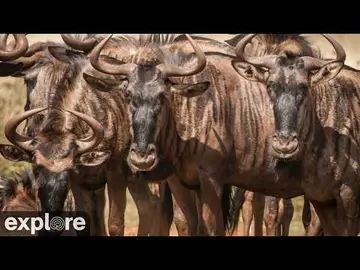 Latest image of LIVE Fig Tree Crossing: Masai Mara Great Migration River Crossing - Africam | ex