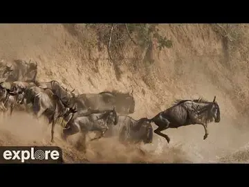 Latest image of LIVE Main Crossing: Masai Mara Great Migration River Crossing - Africam | explor