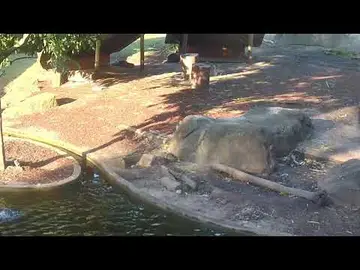 Latest image of Capybaras Relaxing at Taronga Zoo