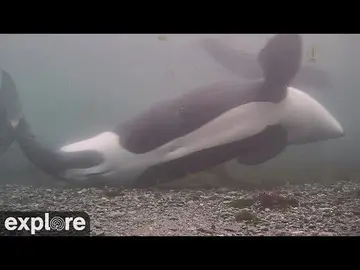 Latest image of Orcas Belly Scraping in BC Inlet