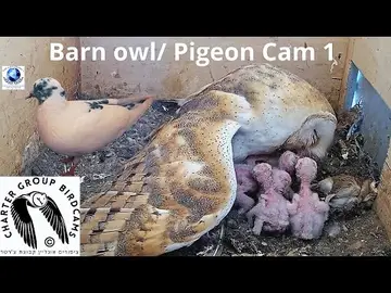 Latest image of Even Yehuda Barn Owl Nest