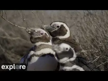Latest image of LIVE Penguin Nest 2- Patagonia - Rewilding Argentina | explore.org