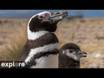 Latest image of LIVE Penguin Nest - Patagonia - Rewilding Argentina | explore.org