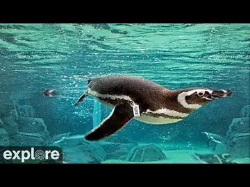 Latest image of Penguin Colony at Pacific Aquarium