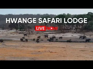 Latest image of Hwange Safari Lodge - Zimbabwe | Live Wildlife Stream