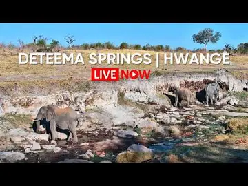 Latest image of LIVE from Deteema Springs | Hwange National Park, Zimbabwe