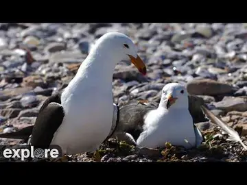 Latest image of LIVE Olrog’s Gull colony - Isla Vernaci - Patagonia Azul Provincial Park, Chubut