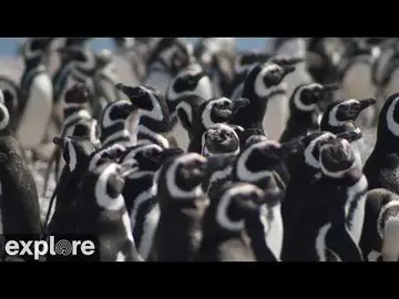 Latest image of LIVE Magellanic Penguin Colony - Isla Tova - Patagonia Azul Provincial Park, Chu