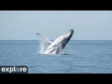 Latest image of LIVE Whales & Seascape - Isla Tovita - Patagonia Azul Provincial Park, Chubut, A