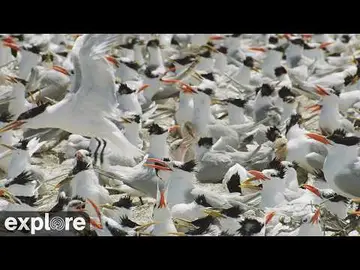 Latest image of Mixed Tern Colony - Isla Larga- Patagonia Azul Provincial Park, Chubut, Argentin