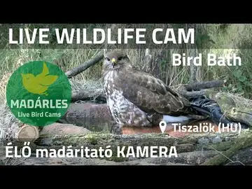 Latest image of LIVE Wildlife Cam - Bird Bath (Tiszalök, Hungary)