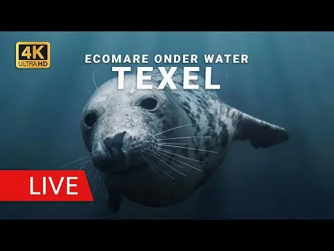 Latest image of Ecomare onderwater zeehonden
