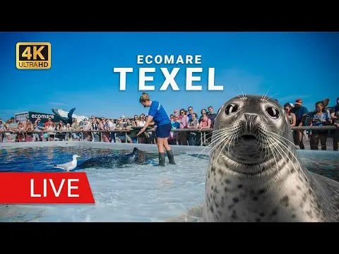 Latest image of Ecomare zeehonden