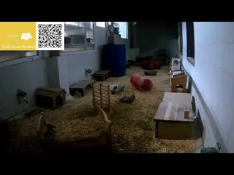 Latest image of Bakkeveen Guinea Pig Habitat