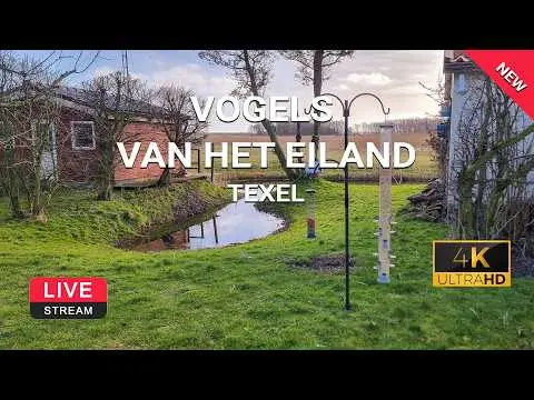 Latest image of Texel vogels spotten