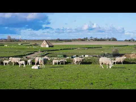 Latest image of Texel Hoge Berg Schapenboerderij De Waddel