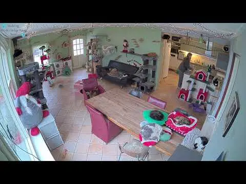 Latest image of Woody's Veilige Haven Texel katten woonkamer