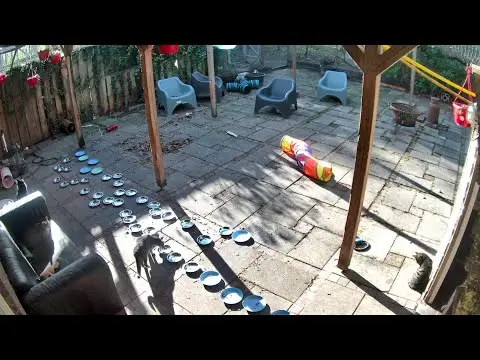 Latest image of Woody's Veilige Haven Texel katten terras