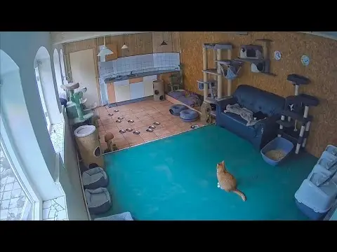 Latest image of Woody's Veilige Haven Texel kattenkamer