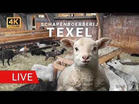 Latest image of Texel Sheep Barn Lambs View