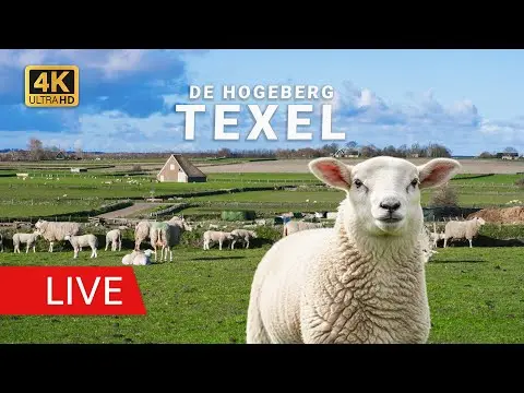 Latest image of De Waddel Sheep Farm on Texel Island