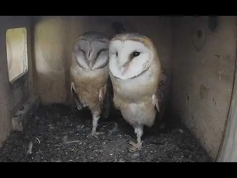 Latest image of Nestkast kerkuilen Holten