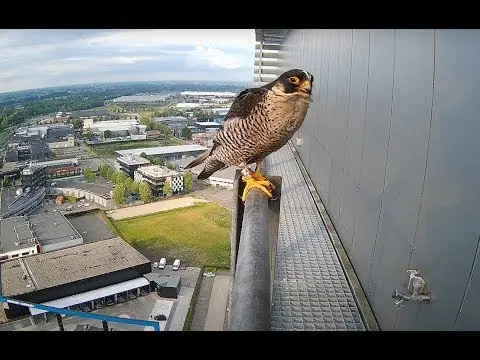Latest image of Slechtvalken Apeldoorn