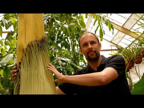Latest image of Reuzenaronskelk Hortus Botanicus