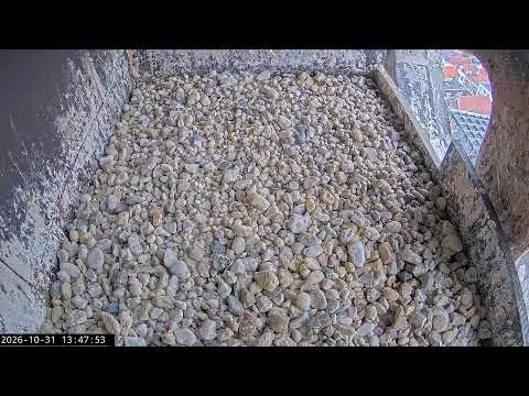 Latest image of Slechtvalken nestkast Onze Lieve Vrouwetoren