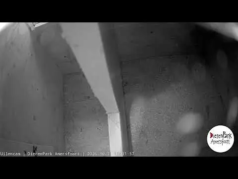 Latest image of Uilencam DierenPark Amersfoort