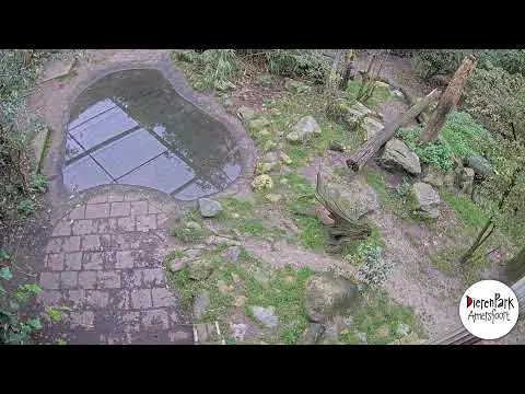 Latest image of Tijgercam 1 DierenPark Amersfoort