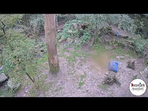 Latest image of Tijgercam 2 DierenPark Amersfoort