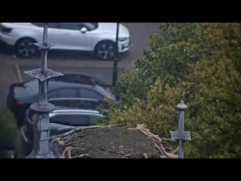 Latest image of IJsselstein - Stork Nest