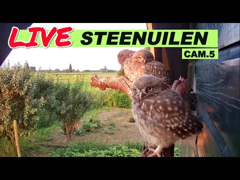 Latest image of Steenuilen Bommelerwaard cam 5