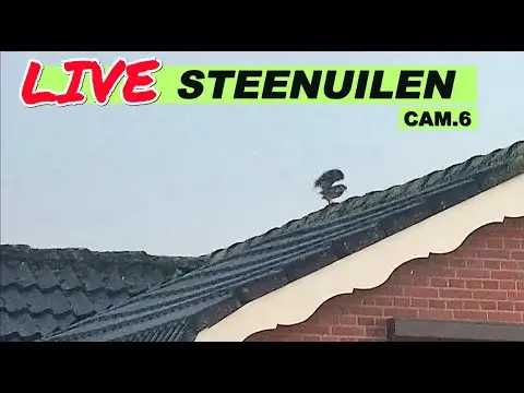 Latest image of Steenuilen Bommelerwaard cam 6
