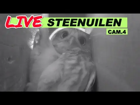 Latest image of Steenuilen Bommelerwaard cam 4