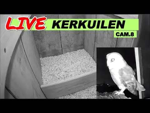 Latest image of Kerkuilen Bommelerwaard cam 8 nestcam