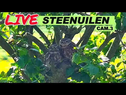 Latest image of Steenuilen Bommelerwaard cam 3 buiten PTZ-1