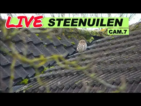 Latest image of Steenuilen Bommelerwaard cam 7 buiten PTZ-2
