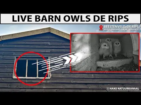 Latest image of Kerkuilcam De Rips