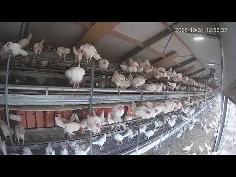 Latest image of Kipster Venray cam 4