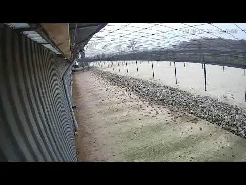 Latest image of Kipster Ysselsteyn buitentuin stal 2