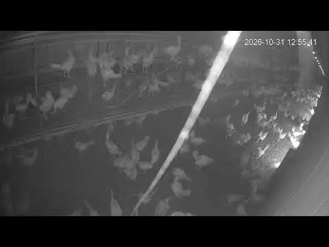Latest image of Kipster Ysselsteyn nachtverblijf stal 2