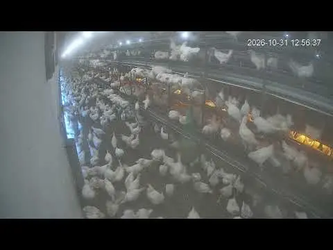 Latest image of Kipster Ysselsteyn nachtverblijf stal 1